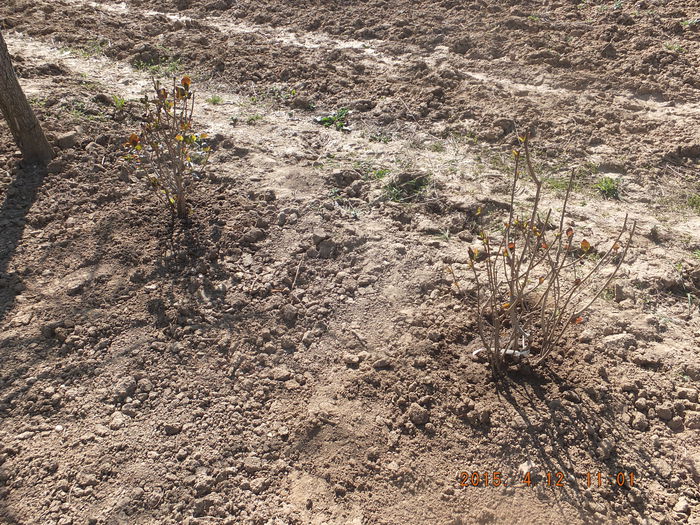 DSCF5847 (12-04-2015); (12-04-2015)
