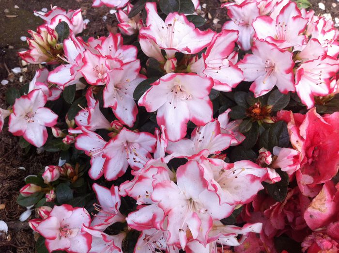 image - RHODODENDRON
