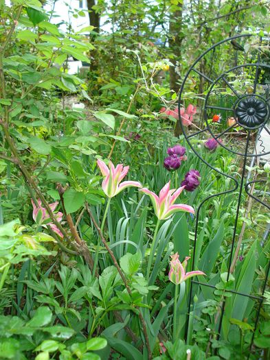 DSC06415 - Gradina 2015