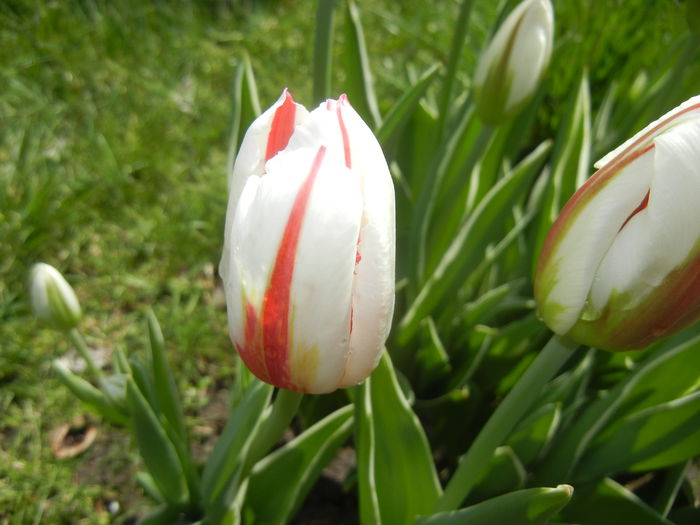 Tulipa Happy Generation (2015, April 19)