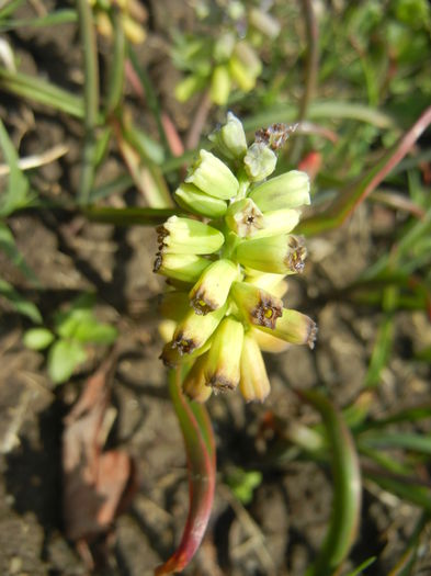 Muscari Golden Fragrance (2015, Apr.19)