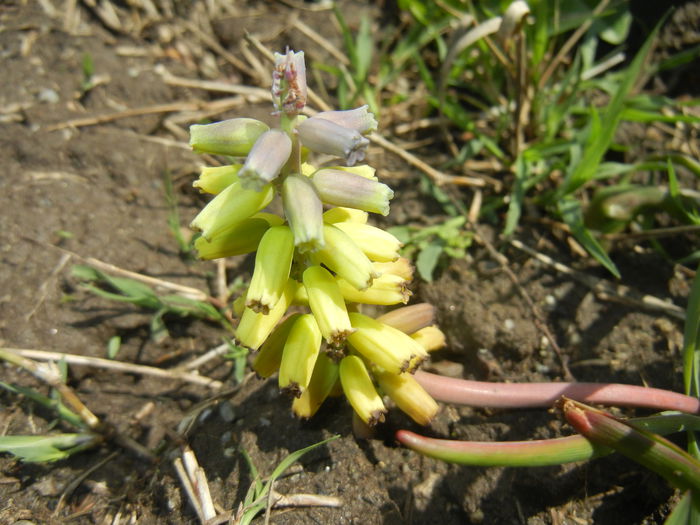 Muscari Golden Fragrance (2015, Apr.19)