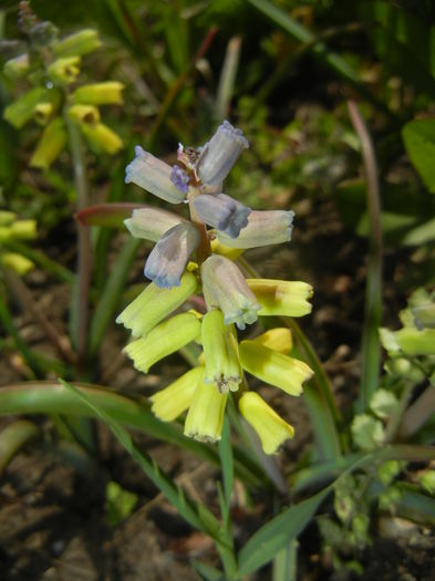 Muscari Golden Fragrance (2015, Apr.19)