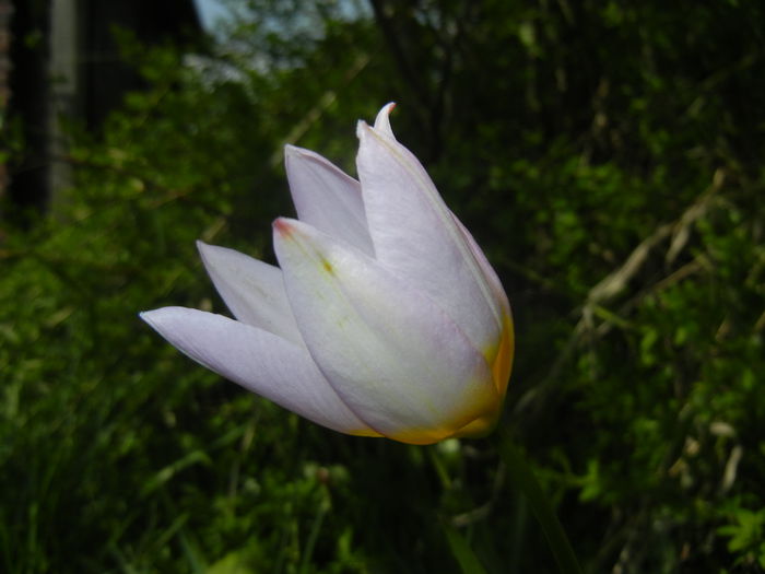 Tulipa Lilac Wonder (2015, April 20)