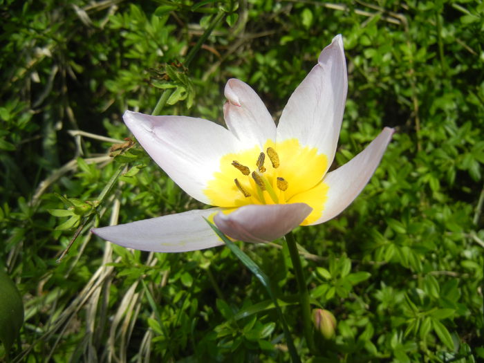 Tulipa Lilac Wonder (2015, April 20) - Tulipa Lilac Wonder