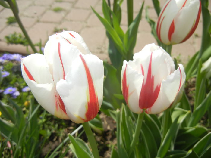 Tulipa Happy Generation (2015, April 20)