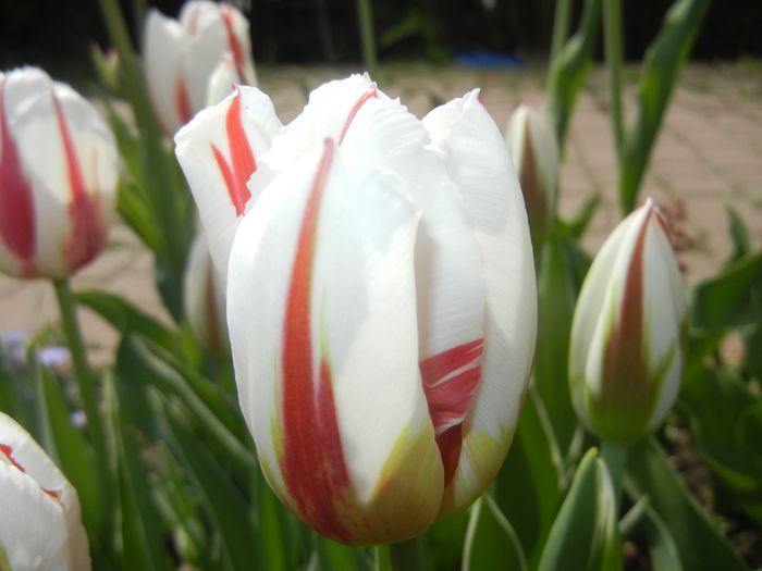 Tulipa Happy Generation (2015, April 20)