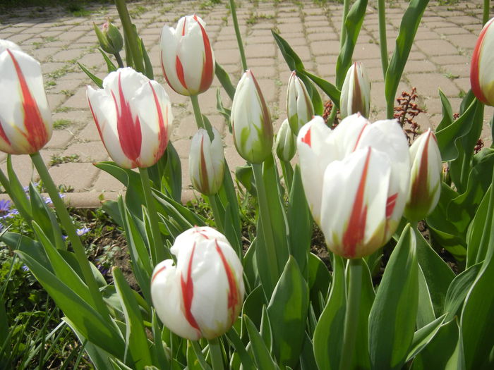 Tulipa Happy Generation (2015, April 20)