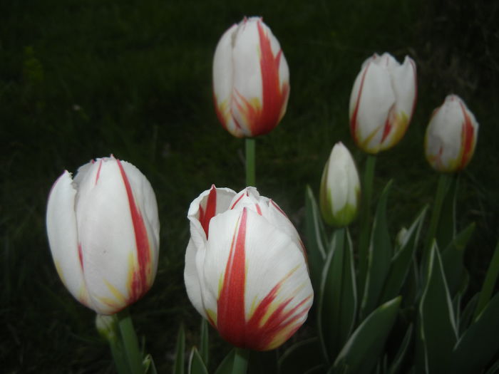 Tulipa Happy Generation (2015, April 20)