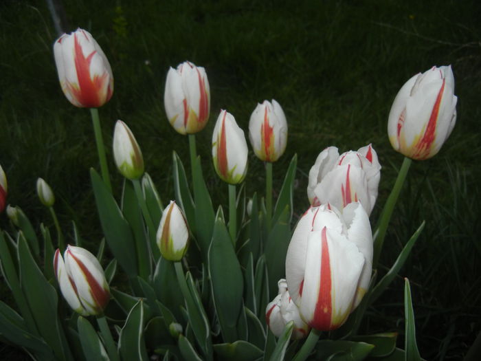 Tulipa Happy Generation (2015, April 20)