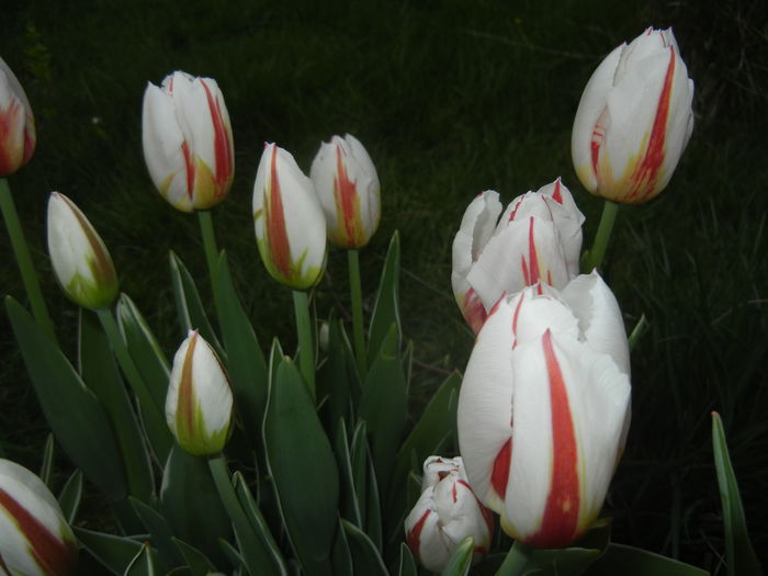Tulipa Happy Generation (2015, April 20)