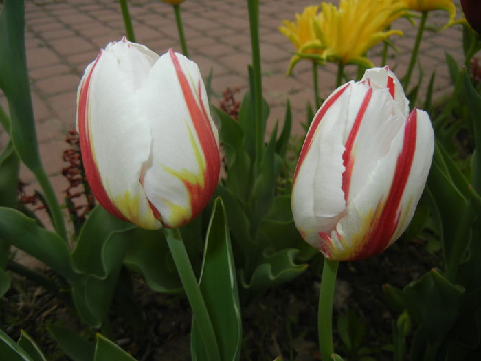 Tulipa Happy Generation (2015, April 20)