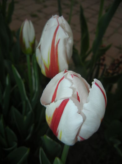 Tulipa Happy Generation (2015, April 20)
