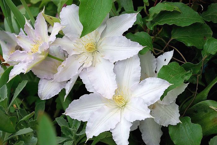 clematis-gladys-picard-1