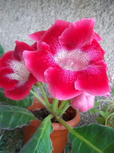  - Gloxinia 2015