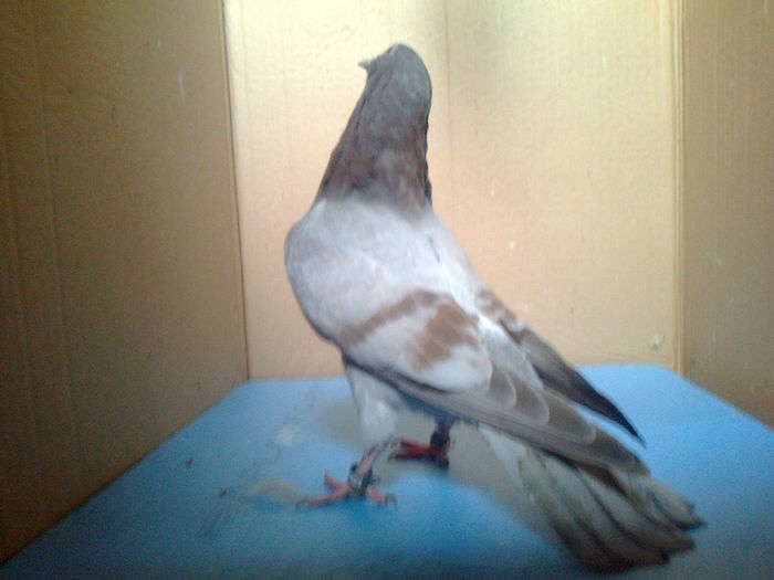 Fotografie0109 - Birmingham pui seria 1