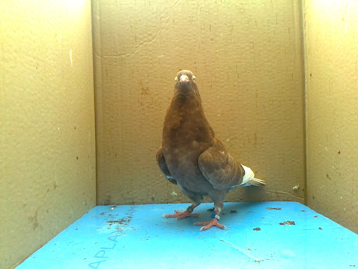 Fotografie0182 - Birmingham pui seria 1