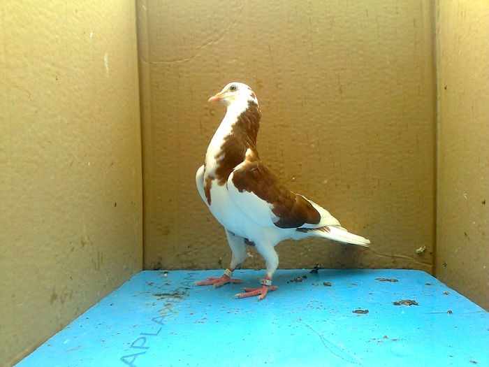 Fotografie0188 - Birmingham pui seria 1