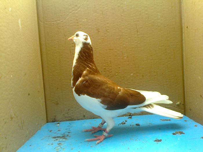 Fotografie0189 - Birmingham pui seria 1