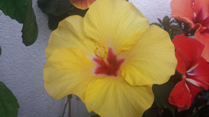 20150429_113659 - Adonicus Yellow