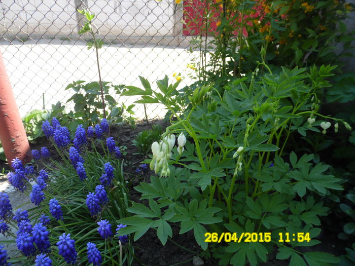 MUSCARI SI DICENTRA