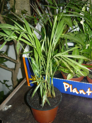 palmier areca