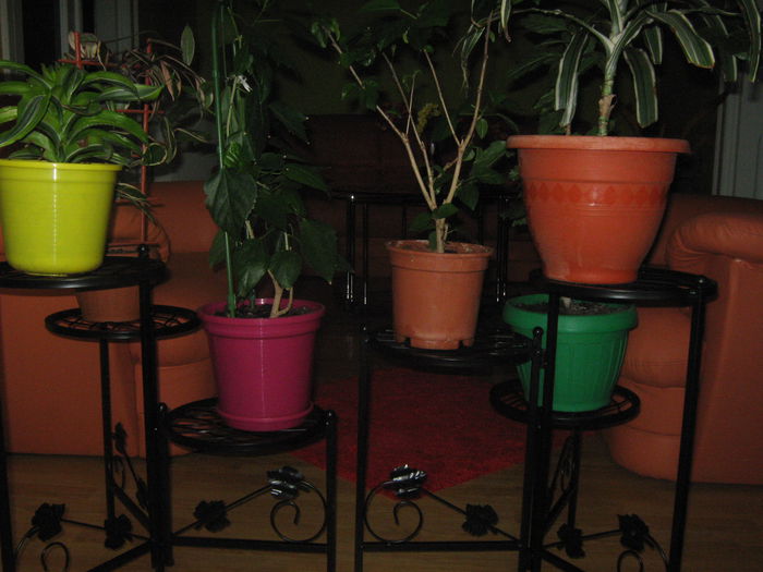 Picture My plants 2889 - Noi achizitii 2015