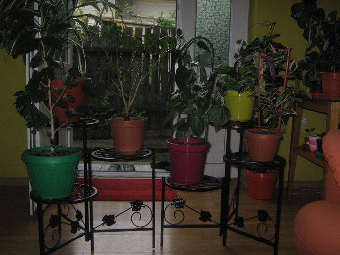 Picture My plants 2893 - Noi achizitii 2015