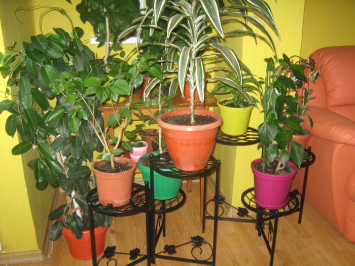 Picture My plants 2898 - Noi achizitii 2015