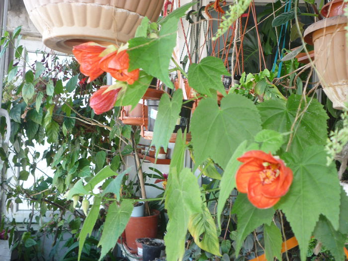 Abutilon 1