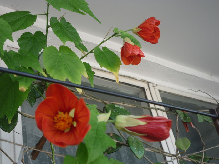 Abutilon