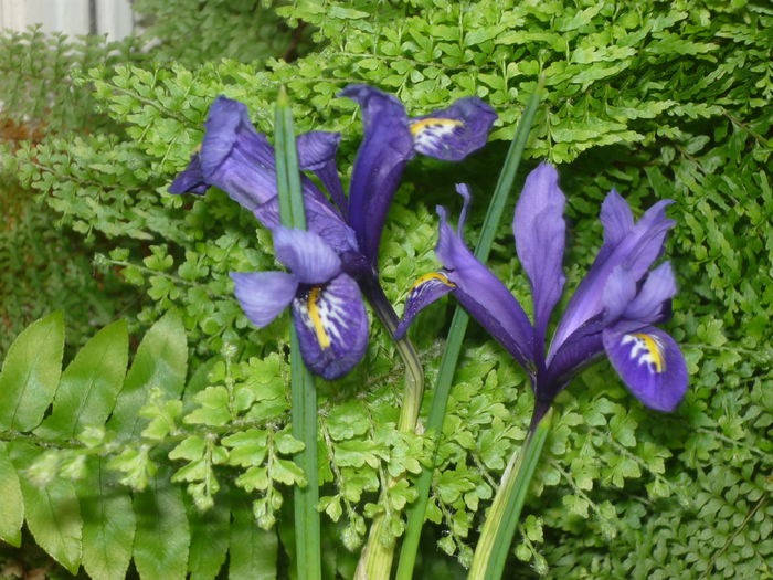 Iris pitic - Flori 2015