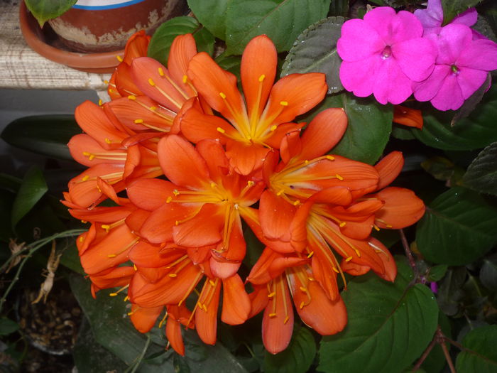 O Clivia