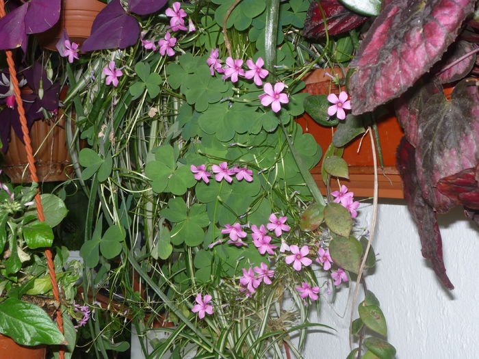 Oxalis - Flori 2015