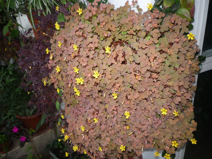 Oxalis galben - Flori 2015