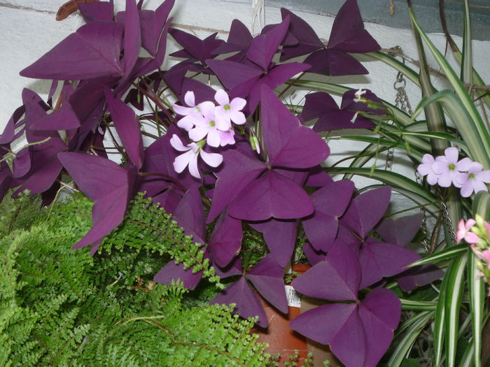 Oxalis rosu - Flori 2015