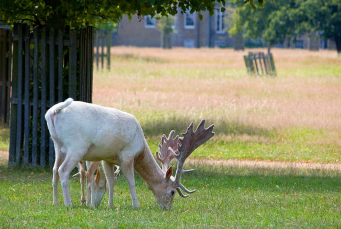 white-deer-stag - Cerb Lopatar