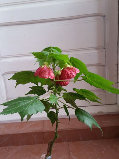 20150429_140206 - flori 2015