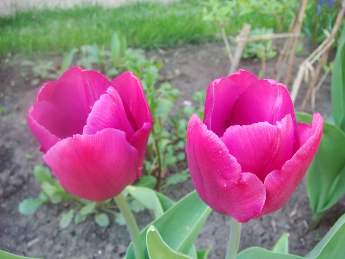 Lalele 2014-04-25 (6)