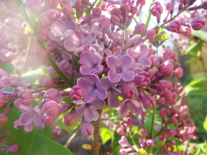 Lalele 2014-04-25 (12)