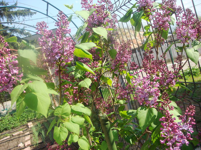 Lalele 2014-04-25 (14)