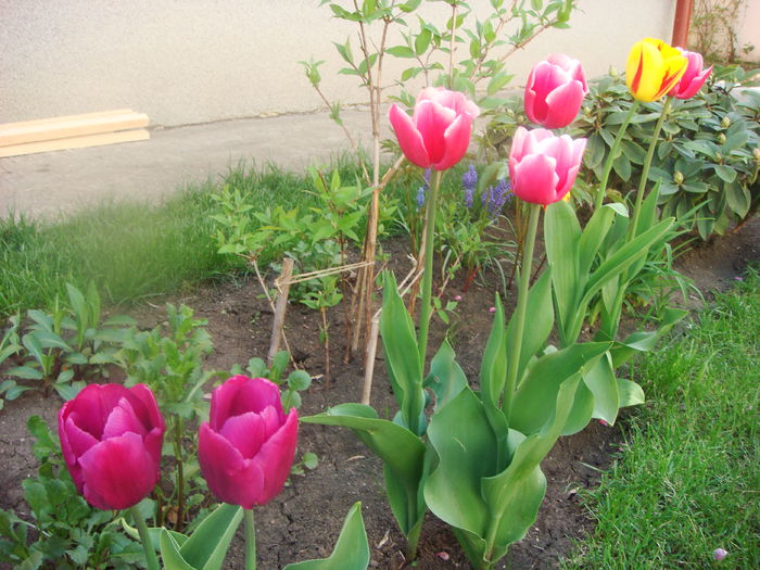 Lalele 2014-04-25 (16)