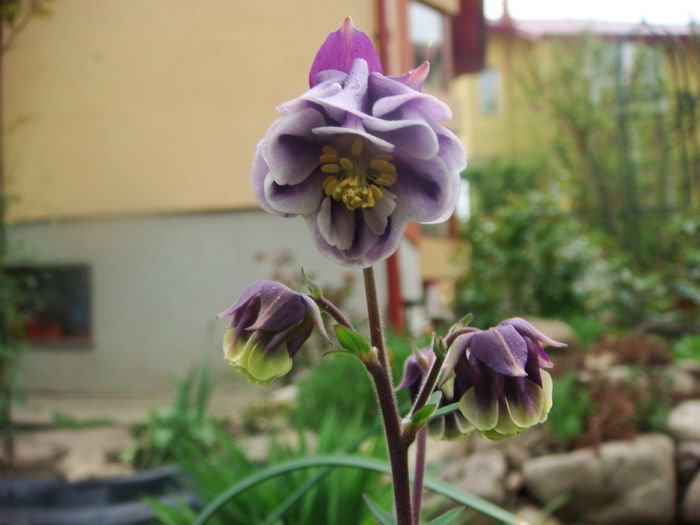 Aquilegia 2015-04-29 de la Gabriela. Multumesc!