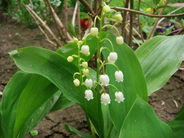 lacramioare 2015-04-29