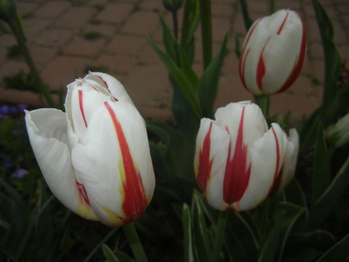 Tulipa Happy Generation (2015, April 20)