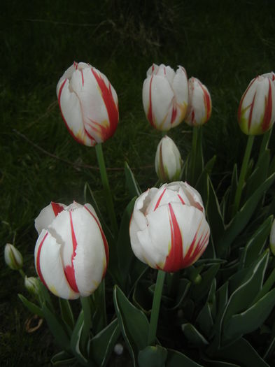 Tulipa Happy Generation (2015, April 21)