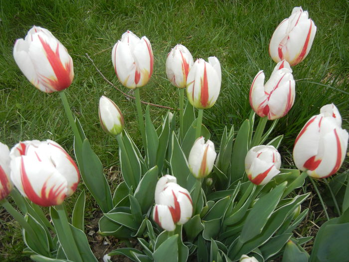 Tulipa Happy Generation (2015, April 21)