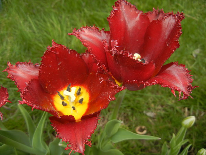 Tulipa Pacific Pearl (2015, April 20)