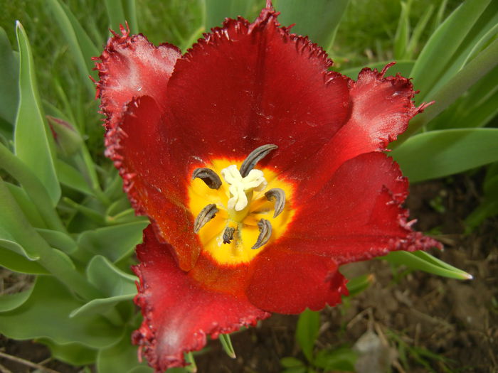 Tulipa Pacific Pearl (2015, April 20)