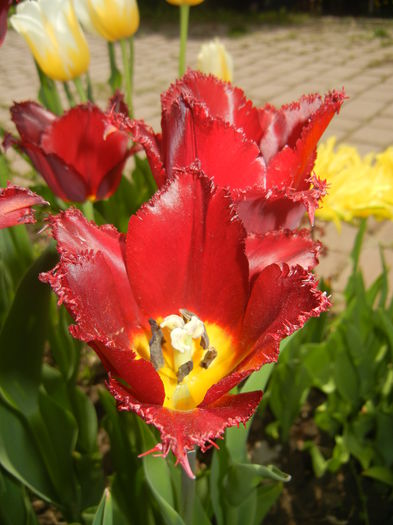 Tulipa Pacific Pearl (2015, April 20)